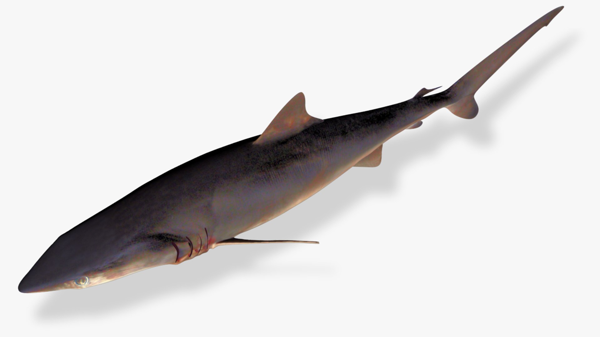 3D silky shark carcharhinus falciformis model https://p.turbosquid.com/ts-thumb/Th/FkoRKS/d0keVYGj/3/jpg/1565951572/1920x1080/fit_q87/6c80217b40244a0cda740e6fdd7bf5b8177f1cdd/3.jpg