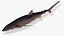 шелковистая акула Carcharhinus falciformis