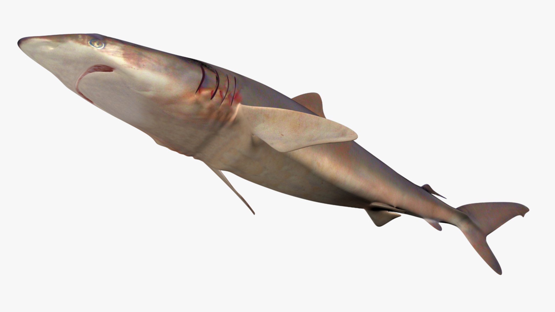 3D silky shark carcharhinus falciformis model https://p.turbosquid.com/ts-thumb/Th/FkoRKS/uCEN69vH/2/jpg/1565951572/1920x1080/fit_q87/d41f8fdd129df1d55fadde725a02333356677c53/2.jpg