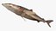 шелковистая акула Carcharhinus falciformis