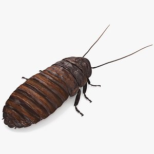 3D Cryptocercus Punctulatus