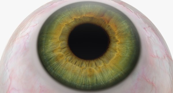 Realistic human green eye 3D model - TurboSquid 1241360