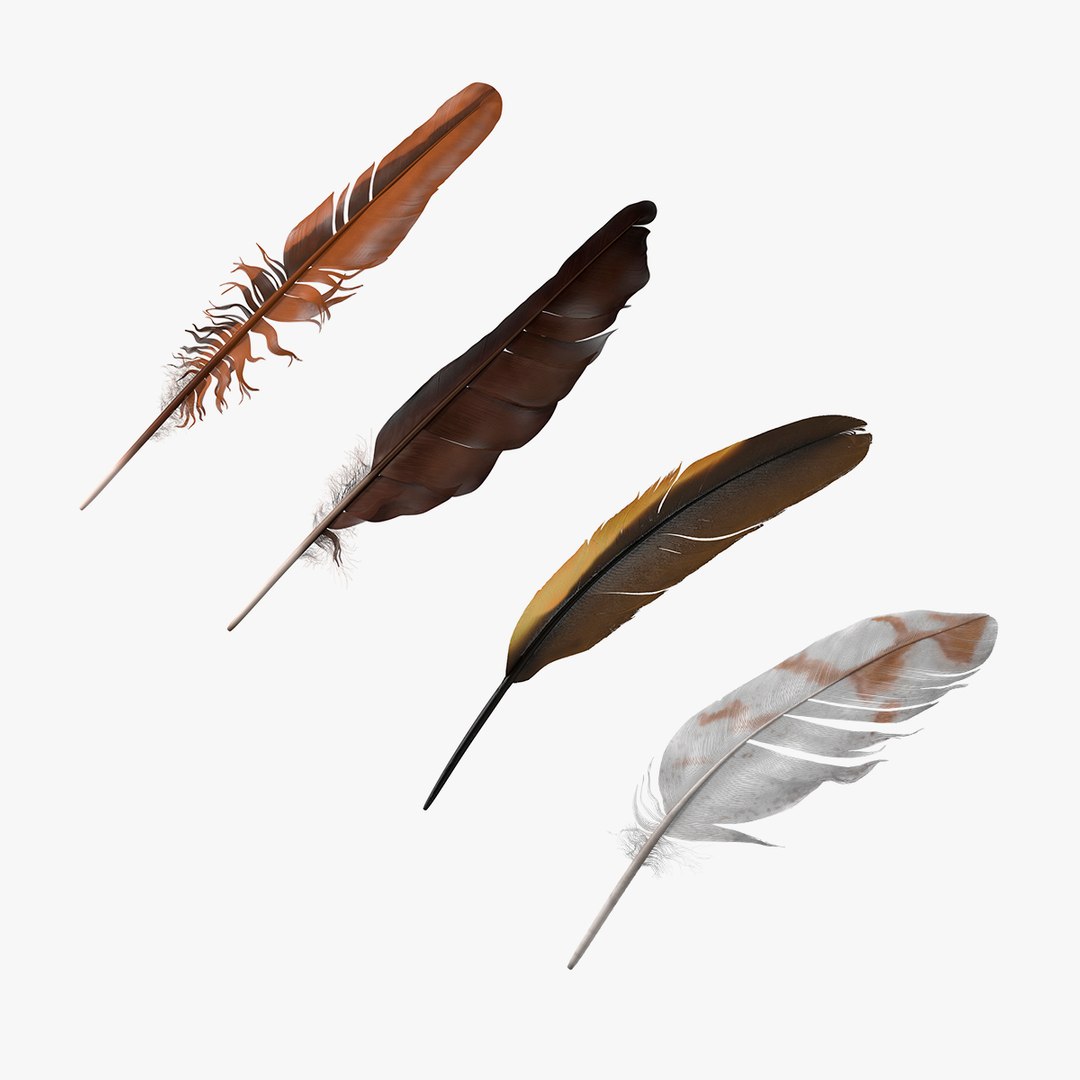 Bird Feathers Collection 2 3D model preview