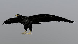 Black eagle