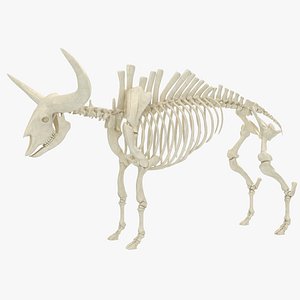 Bison Latifrons
