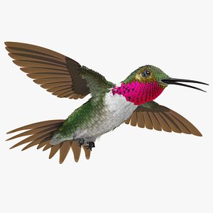 broad tailed hummingbird flying 3d model