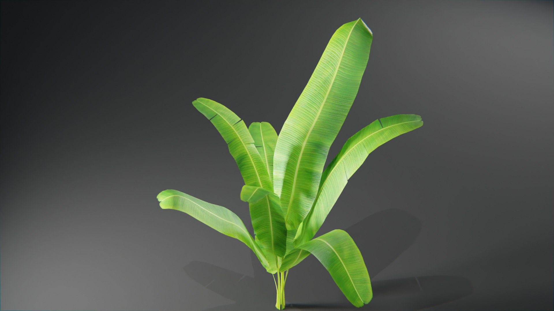 Plants collection model https://p.turbosquid.com/ts-thumb/Ti/HM6OZz/dN/plantstropical_10003/jpg/1695323199/1920x1080/fit_q87/24ff49aa3b973799de0915398fe3d9f826a46743/plantstropical_10003.jpg