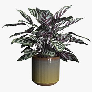 Calathea Makoyana plant in terracotta ceramic pot