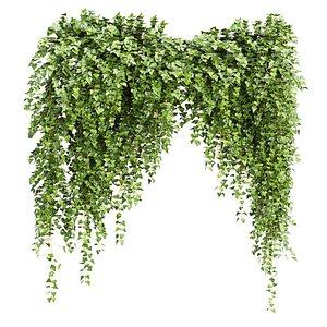 3D model Ivy Plants V425 3D Model