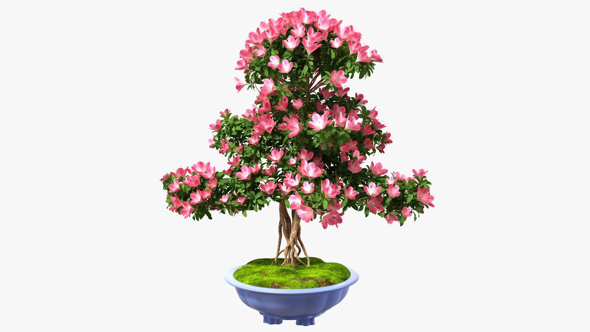 Green Bonsai Tree with Flowers in Pot Fur 3D model preview