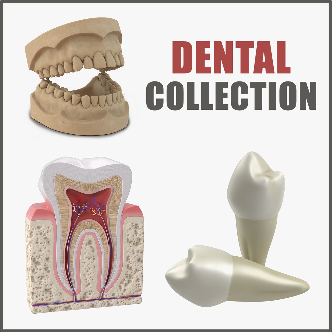 Dental Collection 3D model preview