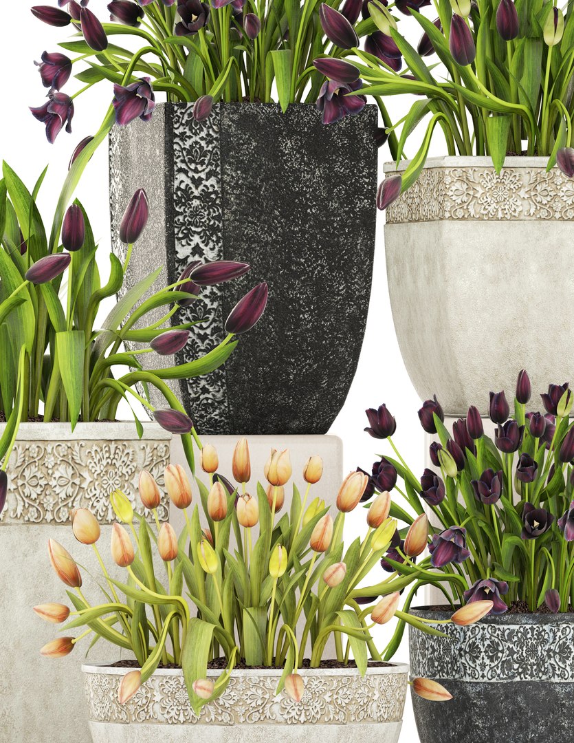 Tulips Pots Capi Model - TurboSquid 1268726
