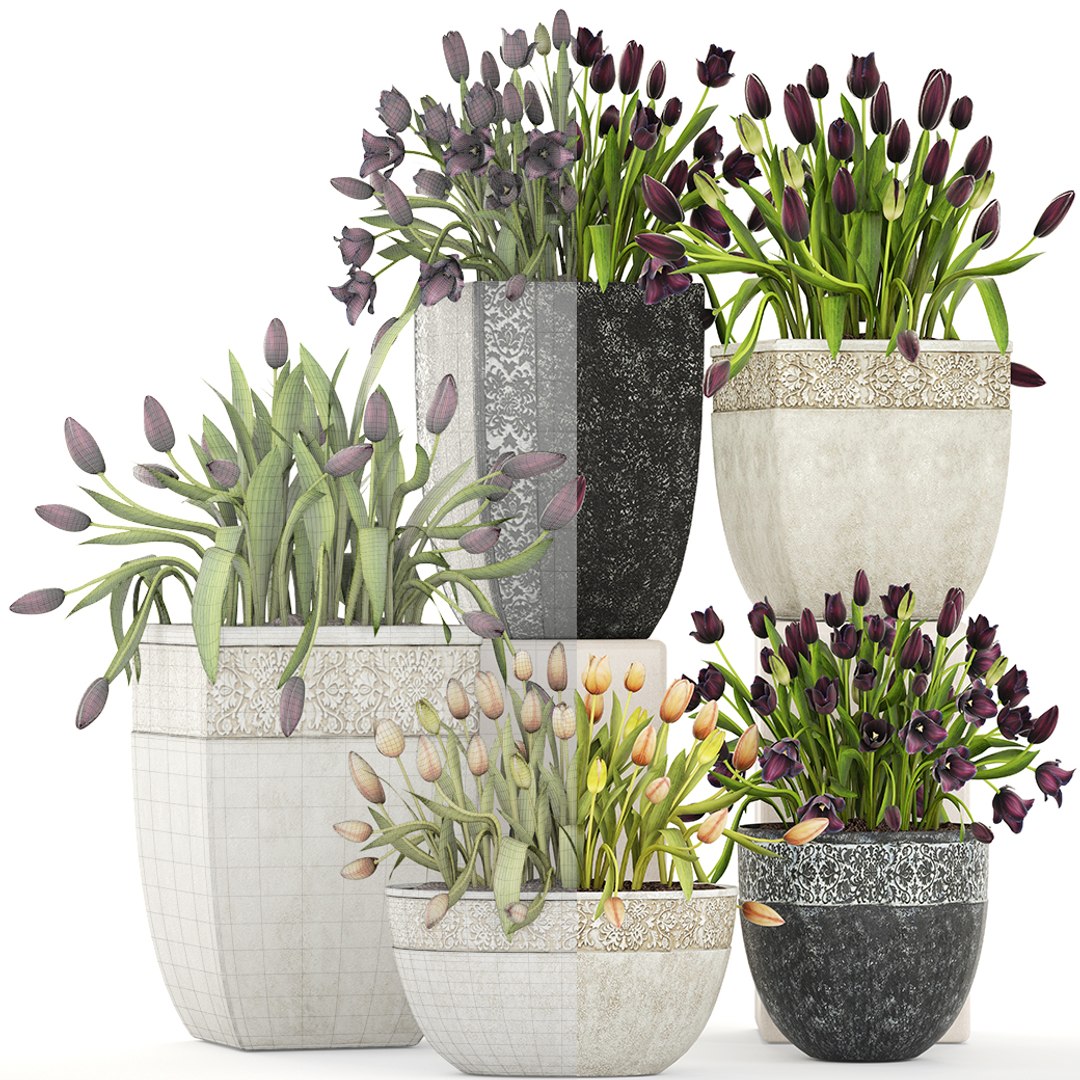 Tulips Pots Capi Model - TurboSquid 1268726