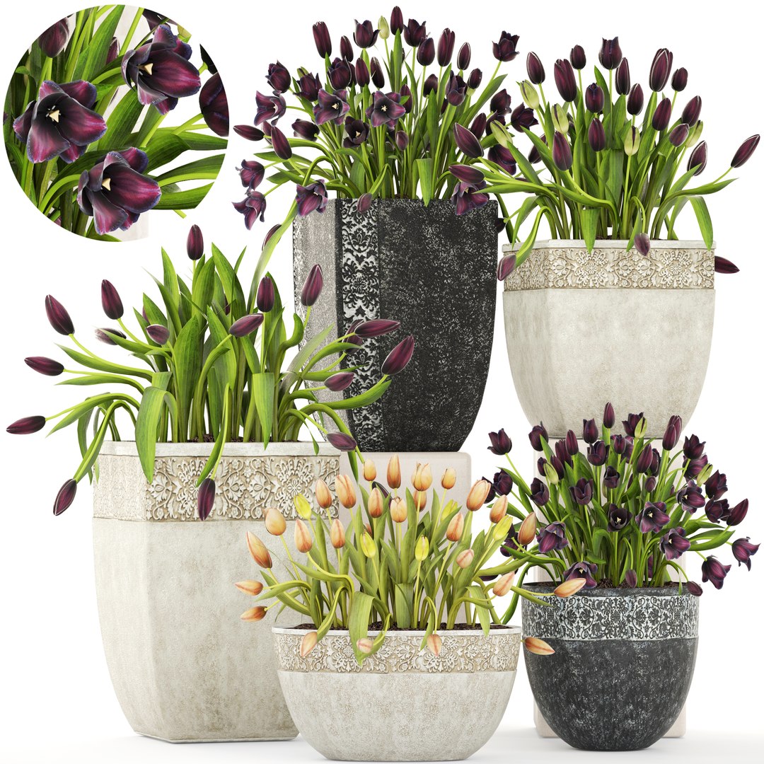 tulips pots capi model https://p.turbosquid.com/ts-thumb/Ti/o4IFGk/gs24gleF/plantset210300/jpg/1521658908/1920x1080/fit_q87/ff94eb1dc8384170a959b2dd2187911b2b108898/plantset210300.jpg