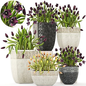tulips pots capi model