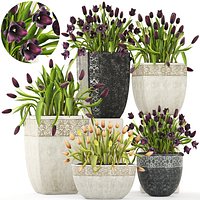 Large collection of classic outdoor pots with tulip flowers