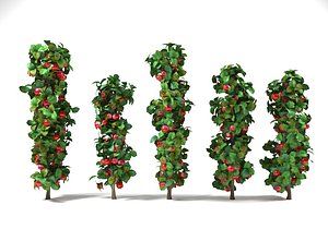 column apple tree set malus