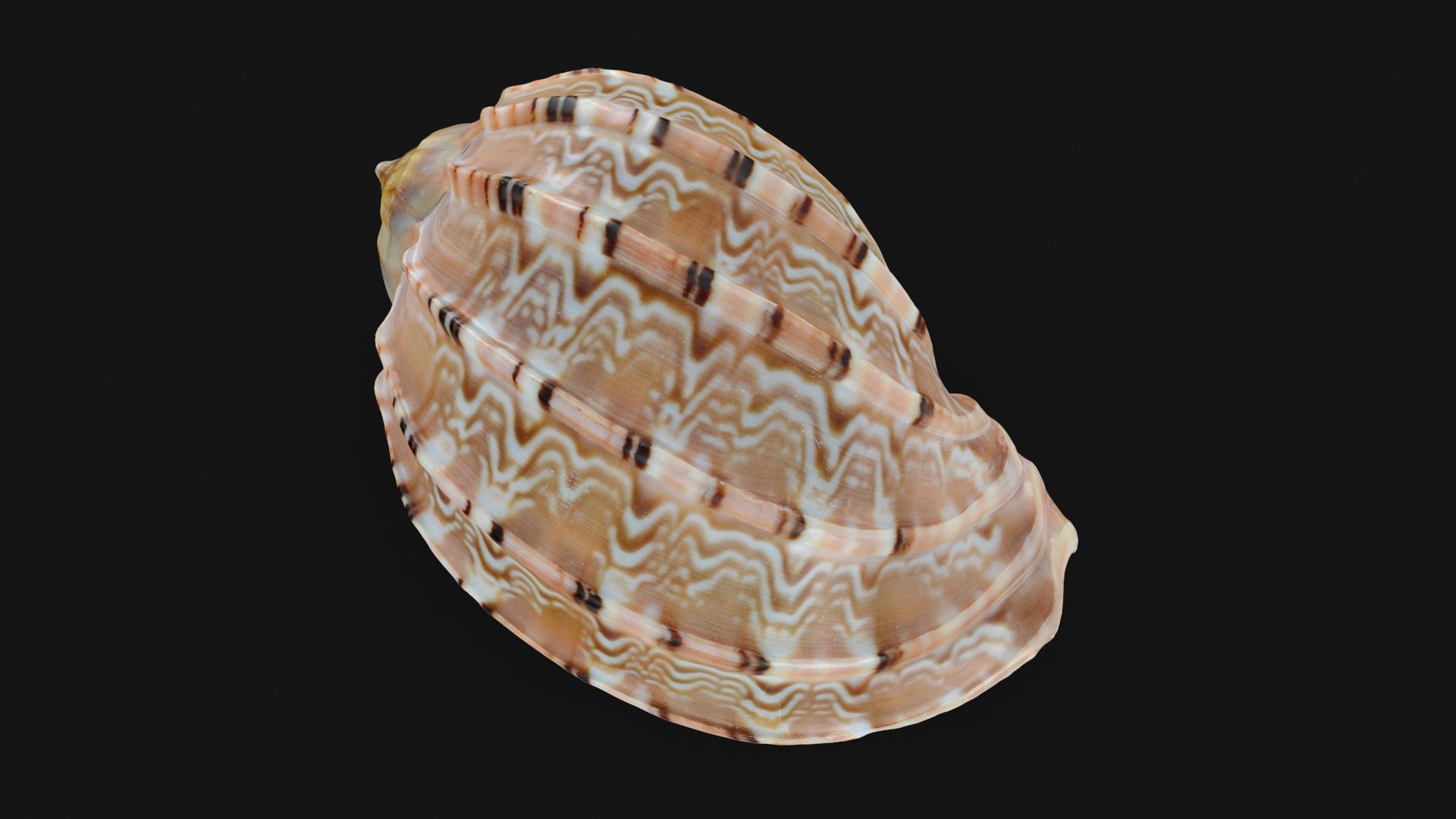 3D Seashells Collection 3 model https://p.turbosquid.com/ts-thumb/Ti/yBLdcp/6F/carambolasnailshell_a0001/jpg/1700673681/1920x1080/fit_q87/d8ab7a40beffe5bed3a8b4fe4233ef2cfffb1b6b/carambolasnailshell_a0001.jpg