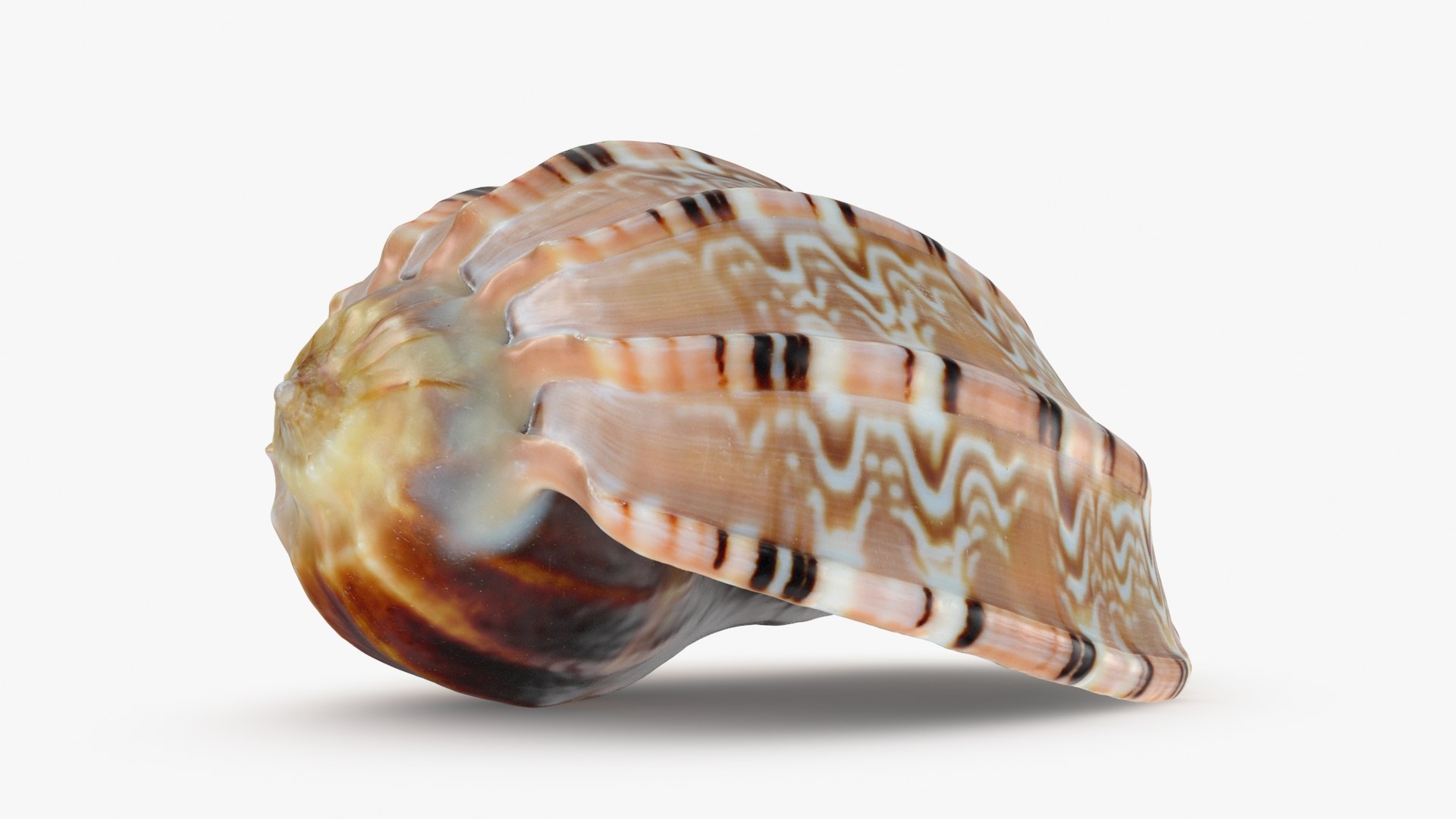 Harpa Articularis 3D Model TurboSquid 2153638