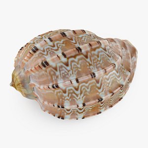 Harpa Articularis 3D model