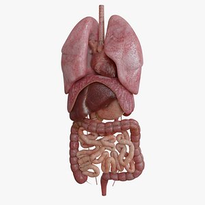 Human Internal Organs