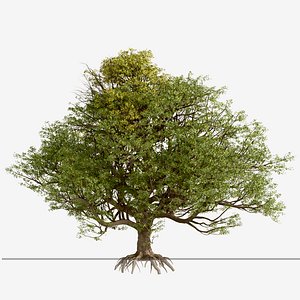3D English Oak or Quercus robur Tree - 1 Tree model