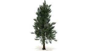 pinus taeda tree 3D model