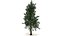 Pinus Taeda Tree 3d Model