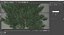 Pinus Taeda Tree 3d Model