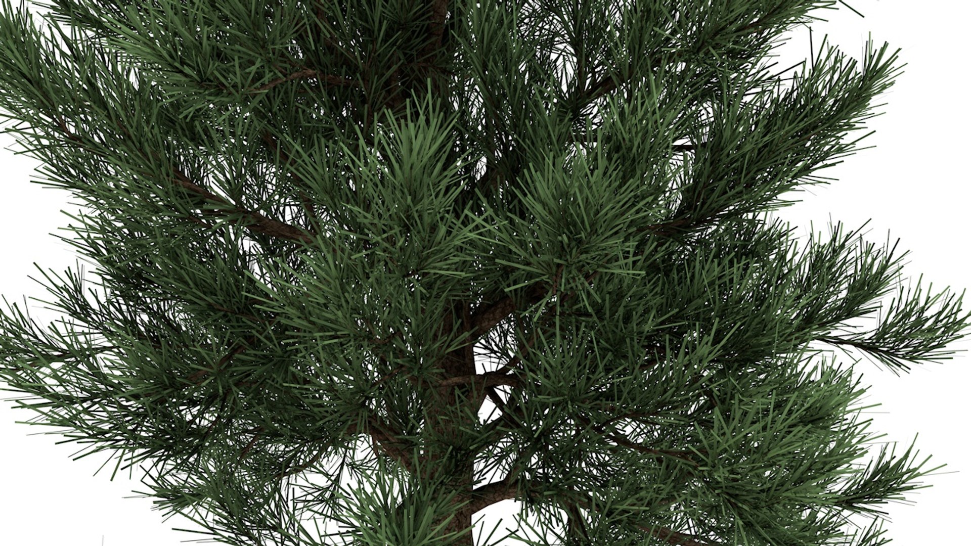 pinus taeda tree 3D model https://p.turbosquid.com/ts-thumb/Tj/3mq5r1/y8uXr8eY/2/jpg/1555295782/1920x1080/fit_q87/7f926a730332a1895c684b92e03a19ab1b10d711/2.jpg