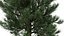 Pinus Taeda Tree 3d Model