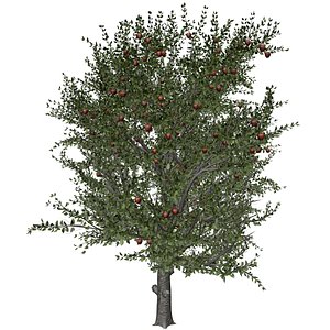 Red Delicious Apple Tree - 04 -