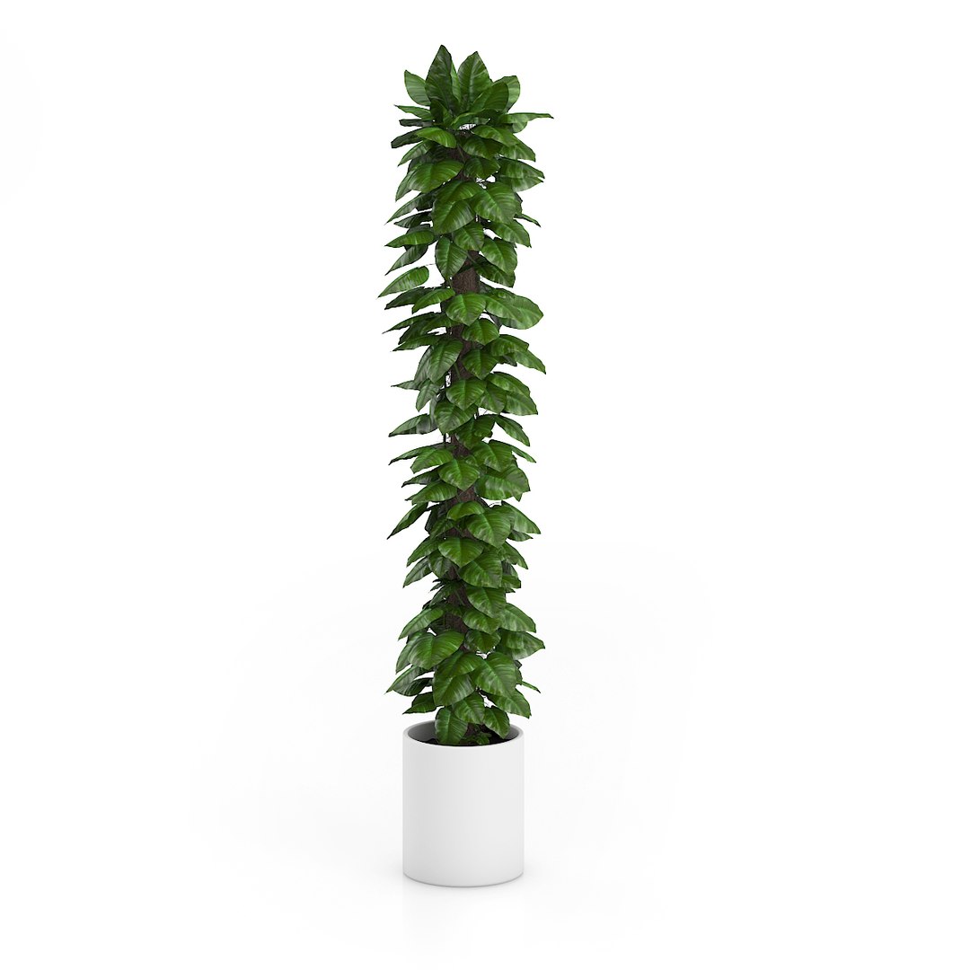 tall climbing plant 3d c4d https://p.turbosquid.com/ts-thumb/Tj/8rvkaD/GD9doMl2/13bcopy/jpg/1406995802/1920x1080/fit_q87/6f2d7cefb4c2e93bbb3b8b714f6bbd4ec37883d7/13bcopy.jpg