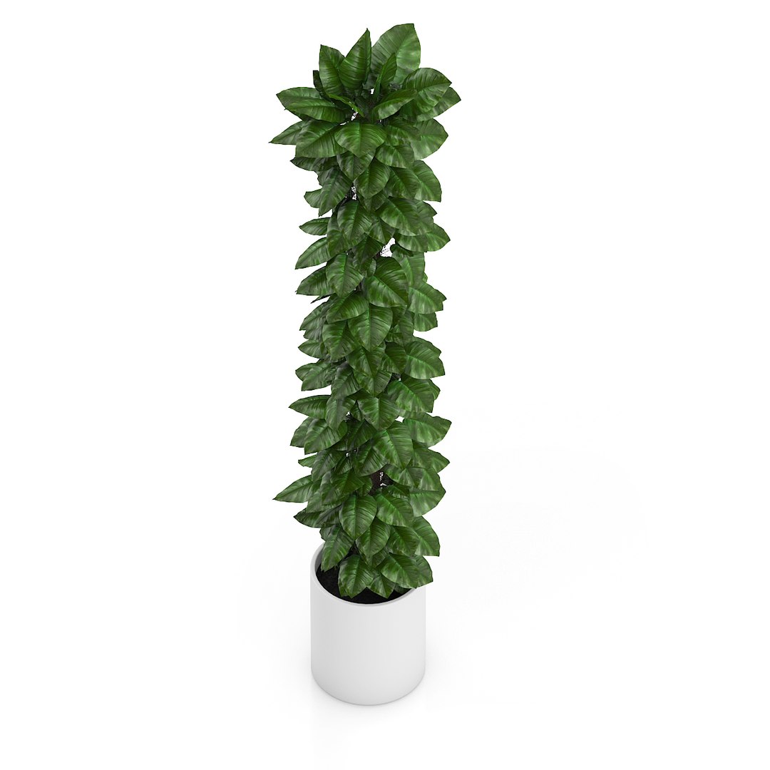 tall climbing plant 3d c4d https://p.turbosquid.com/ts-thumb/Tj/8rvkaD/ua3UbQQU/13ccopy/jpg/1406995802/1920x1080/fit_q87/7d83c79c3a725abbe4cacfbff57d018f0bcf25ca/13ccopy.jpg