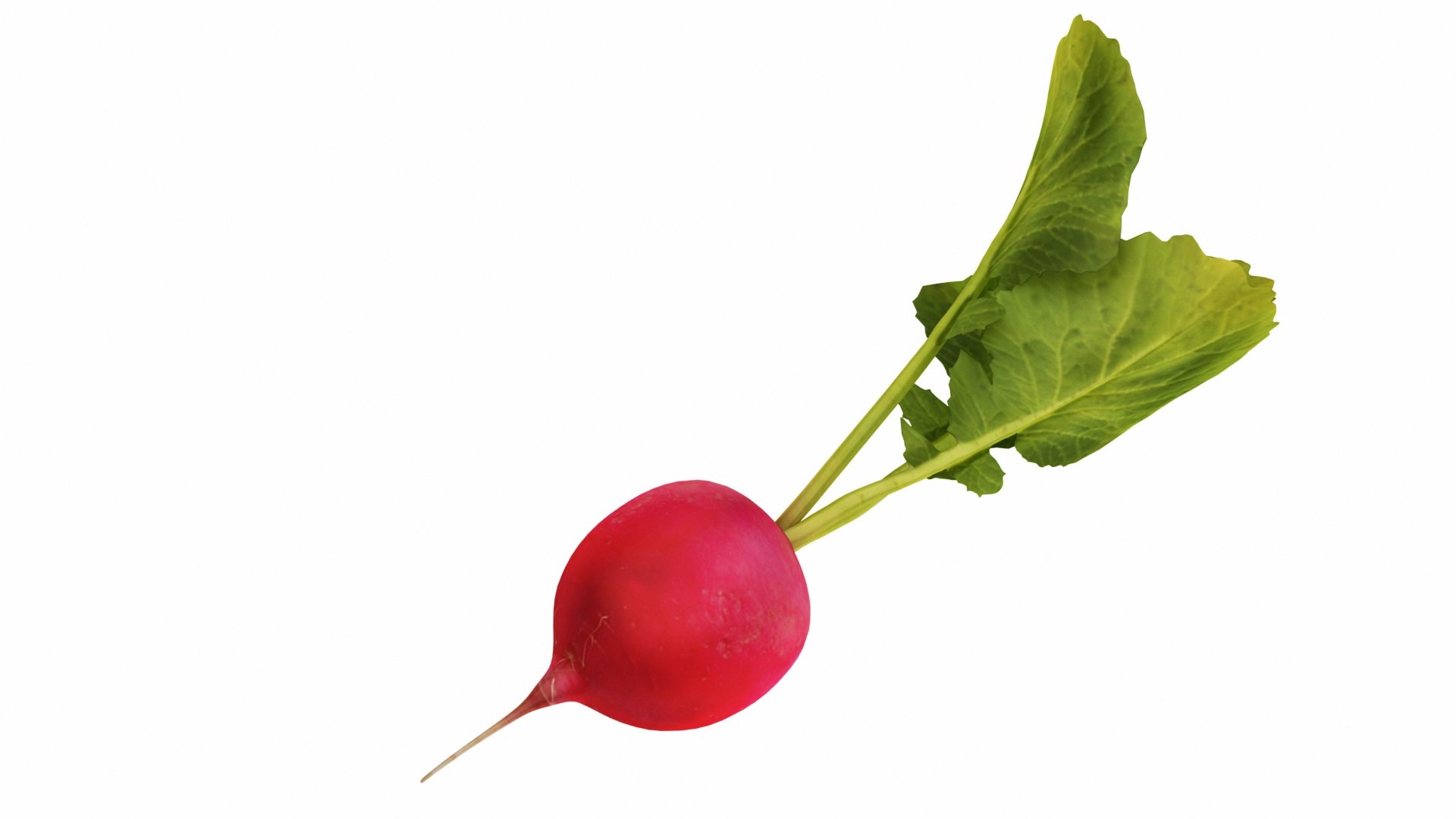 mega fruit vegatable 50 3D https://p.turbosquid.com/ts-thumb/Tj/97gpUa/TLfuGymJ/0radishred1/jpg/1588765420/1920x1080/fit_q87/e2fa8ec2acedae2f895b1b5773f2881fca402b0f/0radishred1.jpg