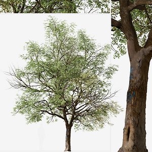 Quillaja saponaria or Soap bark Tree - 2 Trees