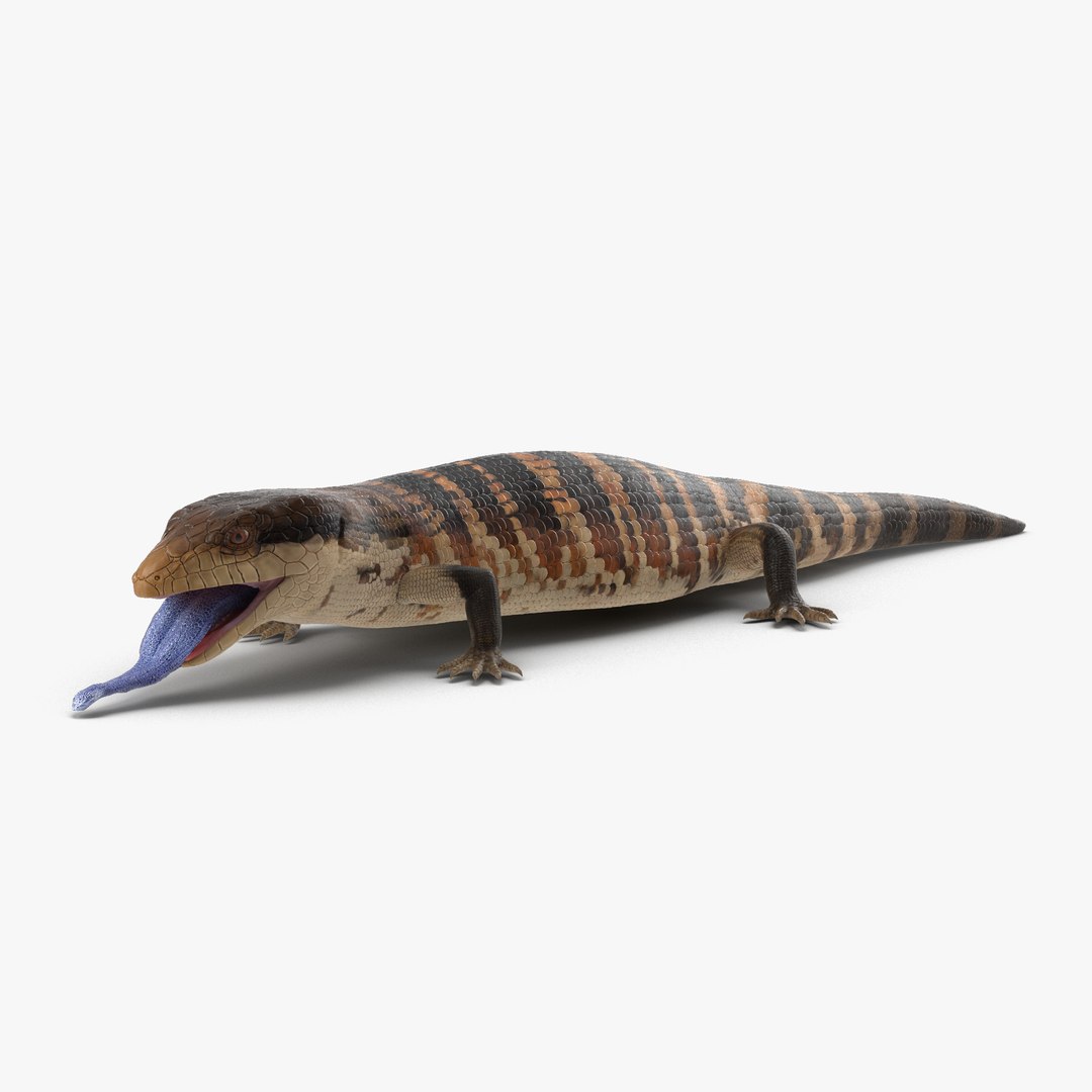 Blue Tongued Skink Pose 4 3D Model preview