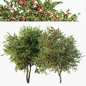 3D AV Apple fruit tree and Water gum 2 trees