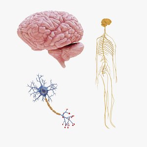3D model Nervous System - 3 Models
