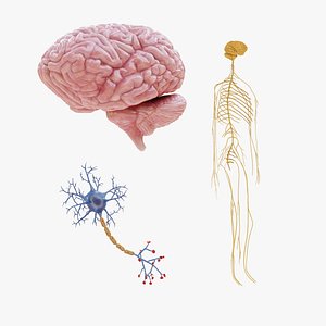 Nervous System - 3 Models