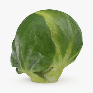 Brussels Sprout 03