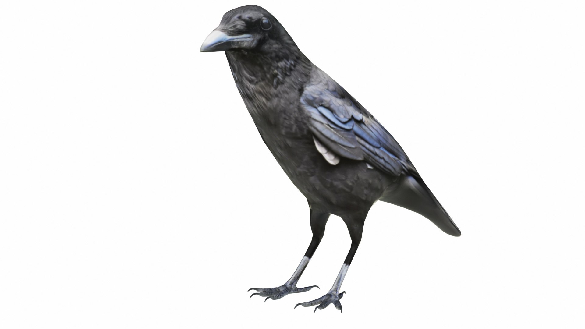 Bird Collection 3 in 1 3D model https://p.turbosquid.com/ts-thumb/Tj/dMaHPt/7J/crow5/jpg/1735080810/1920x1080/fit_q87/50c155564461109b12fbbb6c8fc1b81f6998baae/crow5.jpg