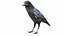 Bird Collection 3 in 1