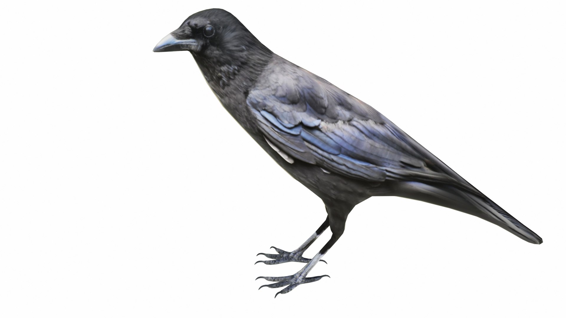 Bird Collection 3 in 1 3D model https://p.turbosquid.com/ts-thumb/Tj/dMaHPt/OG/crow2/jpg/1735080812/1920x1080/fit_q87/44bce9bc34a22f86b09b836c5052dd0af8867b5c/crow2.jpg