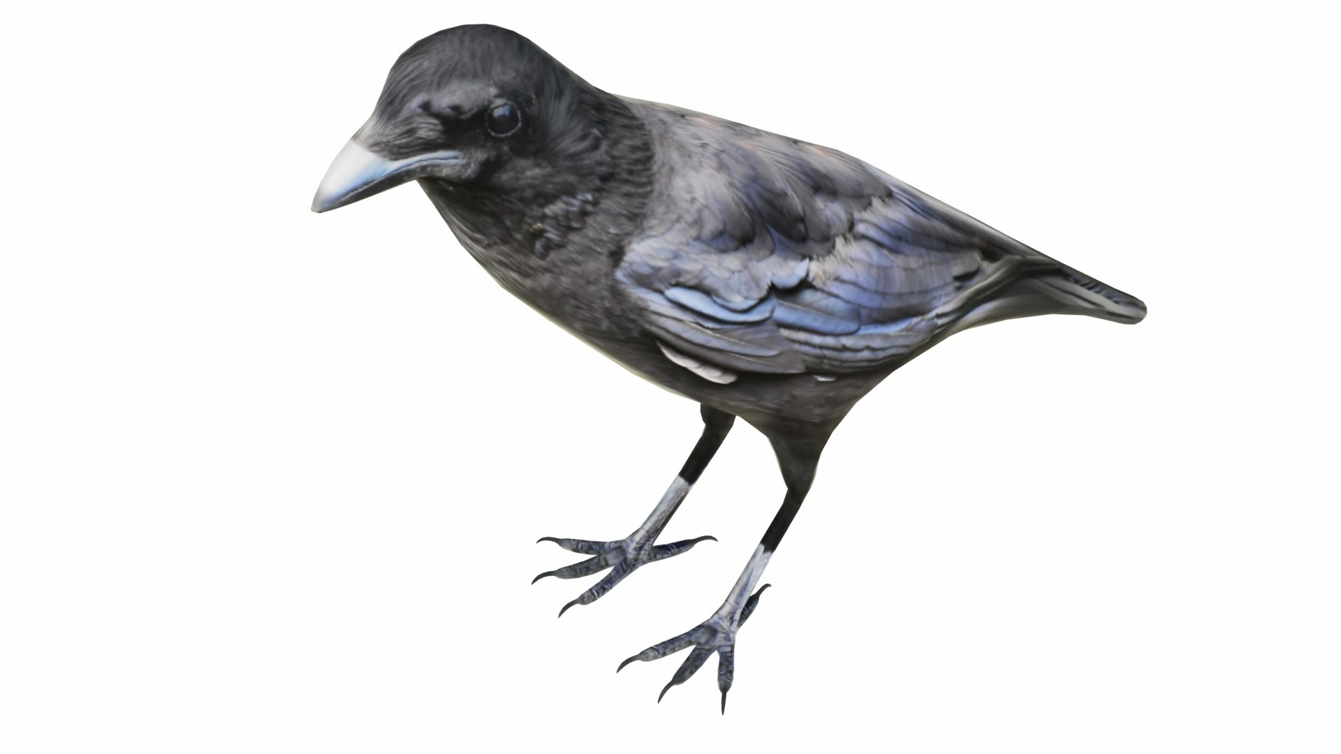 Bird Collection 3 in 1 3D model https://p.turbosquid.com/ts-thumb/Tj/dMaHPt/Pw/crow6/jpg/1735080811/1920x1080/fit_q87/da7ebff483cc83528582f47089c6410f5d9c7957/crow6.jpg