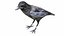 Bird Collection 3 in 1