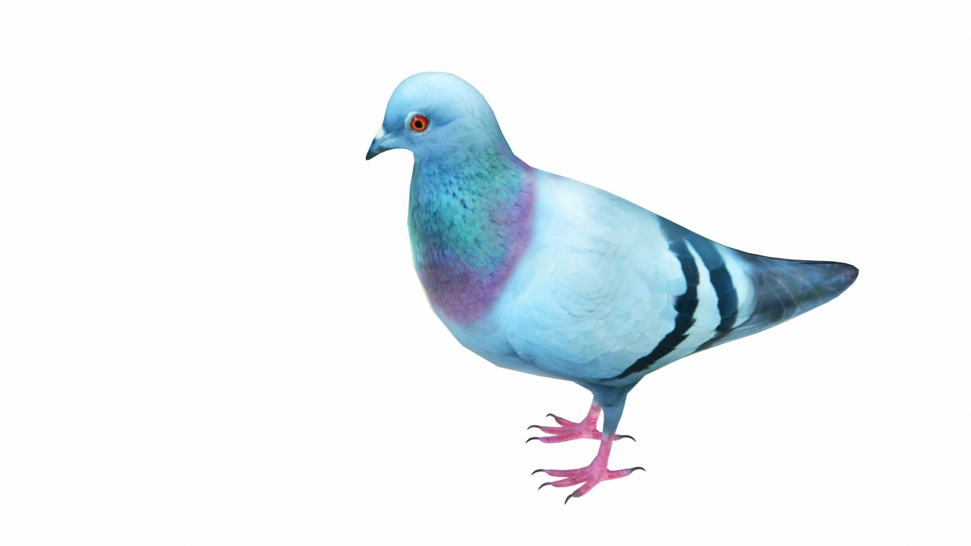 Bird Collection 3 in 1 3D model https://p.turbosquid.com/ts-thumb/Tj/dMaHPt/XM/rockdove3/jpg/1735081130/1920x1080/fit_q87/9865dfbfb36030b41697a9ca1ed5d484890977e4/rockdove3.jpg