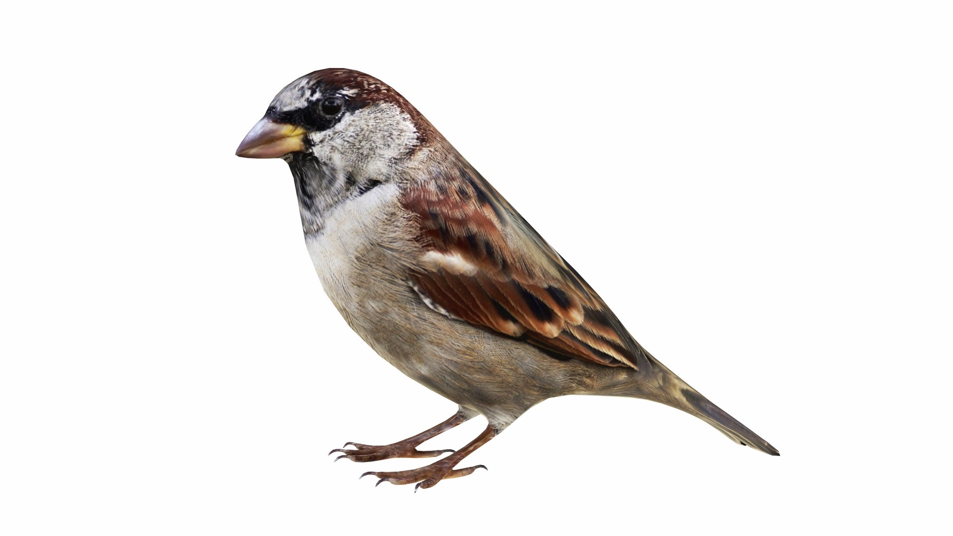Bird Collection 3 in 1 3D model https://p.turbosquid.com/ts-thumb/Tj/dMaHPt/en/sparrow2/jpg/1735134640/1920x1080/fit_q87/f68b979709184809b2a065d6fccc4bfab8ffed71/sparrow2.jpg