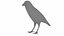 Bird Collection 3 in 1