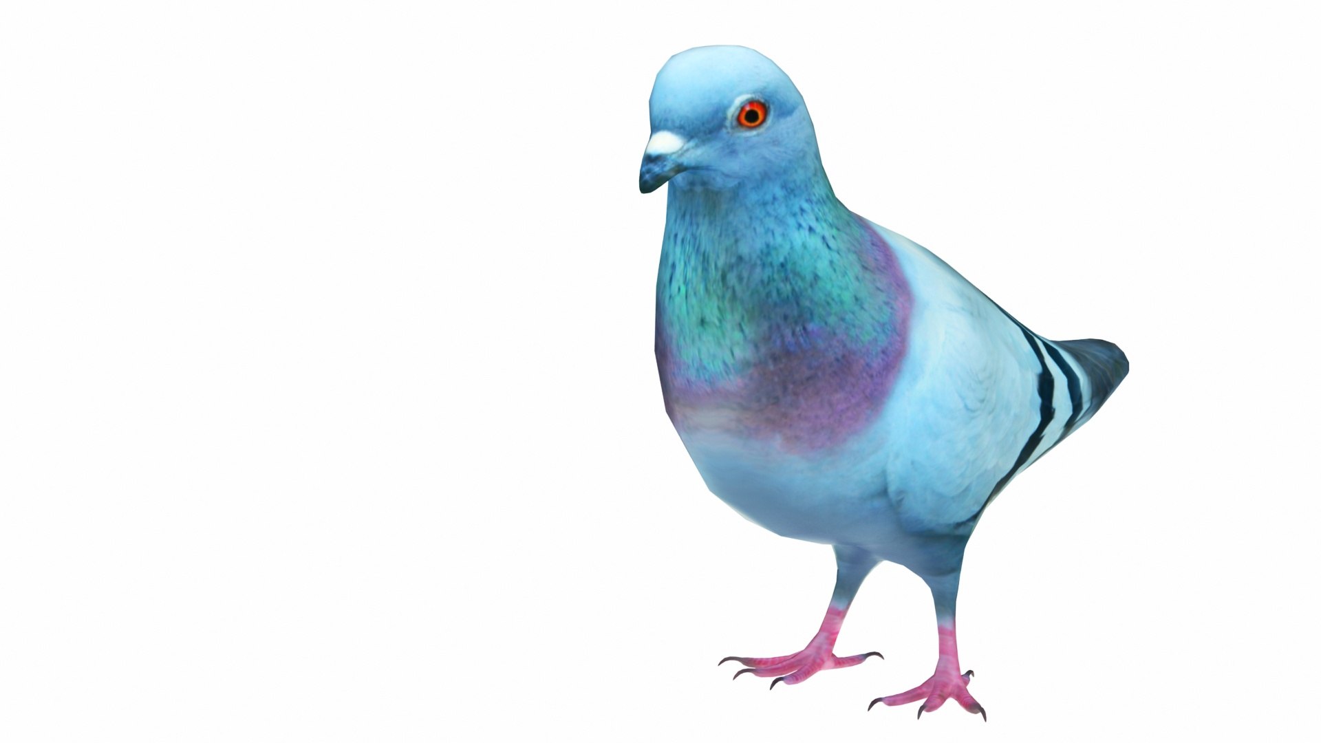Bird Collection 3 in 1 3D model https://p.turbosquid.com/ts-thumb/Tj/dMaHPt/uJ/rockdove6/jpg/1735081128/1920x1080/fit_q87/32bdc6baa0ecf08f725cadbcbe970b95ea37d3cb/rockdove6.jpg